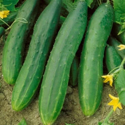 Straight Eight Cucumber Seeds (Organic) 5 Straight Eight Cucumber Seeds (Organic) -Miller Salgsbutik 63 cucumber straight eight web