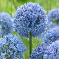 Bee Bulb Collection - Blue (Pack Of 50) -Miller Salgsbutik Allium caeruleum