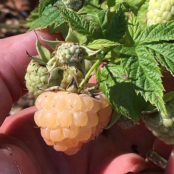 Organic Raspberry - Anne Golden (Ea) 1 Organic Raspberry - Anne Golden (Ea)