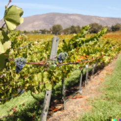 Wine Grape Vine - Cabernet Sauvignon 7 Wine Grape Vine - Cabernet Sauvignon -Miller Salgsbutik Cab2