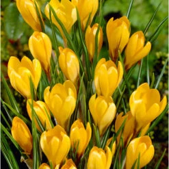 Bee Bulb Collection - Yellow (Pack Of 50) -Miller Salgsbutik Crocus Golden Yellow