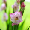 Gladiolus Large Flowering Priscilla (Pack Of 10)