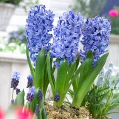 Bee Bulb Collection - Blue (Pack Of 50) -Miller Salgsbutik Hyacinthus Delft Blue