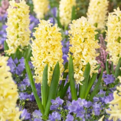Bee Bulb Collection - Yellow (Pack Of 50) -Miller Salgsbutik Hyacinthus Gipsy Princess