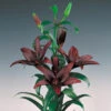 Lilium Asiatic Landini (Pack Of 2)