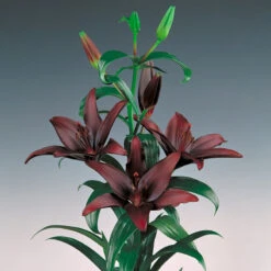 Lilium Asiatic Landini (Pack Of 2)