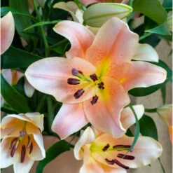 Lilium Oriental Salmon Star (Pack Of 2)