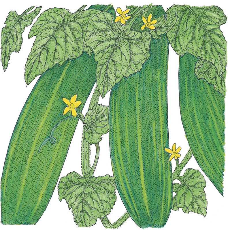 Straight Eight Cucumber Seeds (Organic) 2 Straight Eight Cucumber Seeds (Organic) - Billede 2