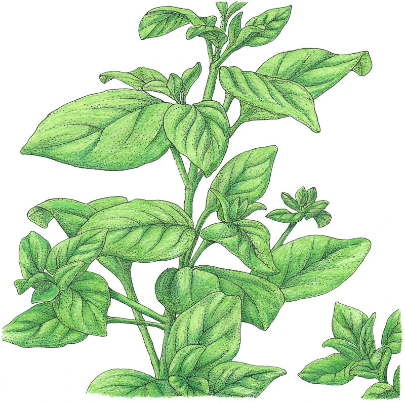 Organic Marjoram 3 Organic Marjoram - Billede 3