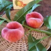Scarlet Halo Donut Peach Tree
