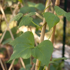 Bamboo Stakes - 10' (Pack Of 10) 5 Bamboo Stakes - 10' (Pack Of 10) -Miller Salgsbutik bamboo1 a a65f348e ec99 4c9c 89d0 d8e585e411b3