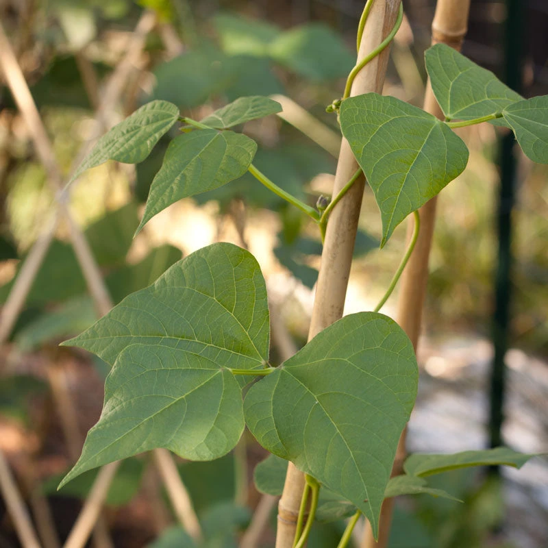 Bamboo Stakes - 10' (Pack Of 10) 3 Bamboo Stakes - 10' (Pack Of 10) - Billede 3