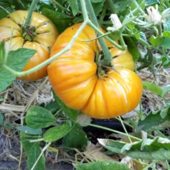 Big Rainbow Tomato Seeds (Organic) -Miller Salgsbutik big rainbow web4