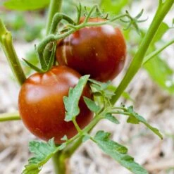 Black Prince Tomato Seeds (Organic) -Miller Salgsbutik black prince 1