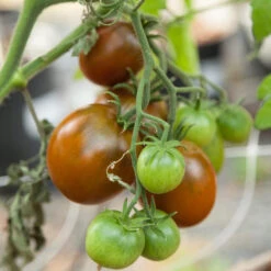 Black Prince Tomato Seeds (Organic) -Miller Salgsbutik black prince 3 17