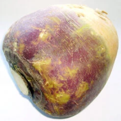 Joan Rutabaga Seeds (Organic) -Miller Salgsbutik brassica napus subsp rapifera