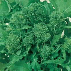 Rapini Broccoli Seeds (Organic) -Miller Salgsbutik broccoli raab spring rappini