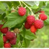 Organic Raspberry - Caroline Red (Ea)