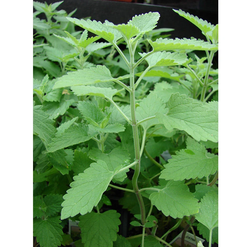 Organic Catnip 3 Organic Catnip - Billede 3