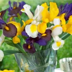 Iris Hollandica Blend (Pack Of 30)
