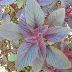 Red Amaranth Greens Seeds (Organic) -Miller Salgsbutik flower amaranth garnet stem 1