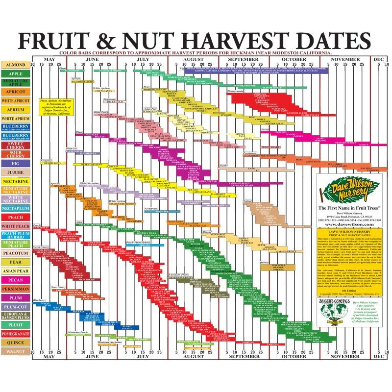 Fruit Tree Harvest Chart 1 Fruit Tree Harvest Chart