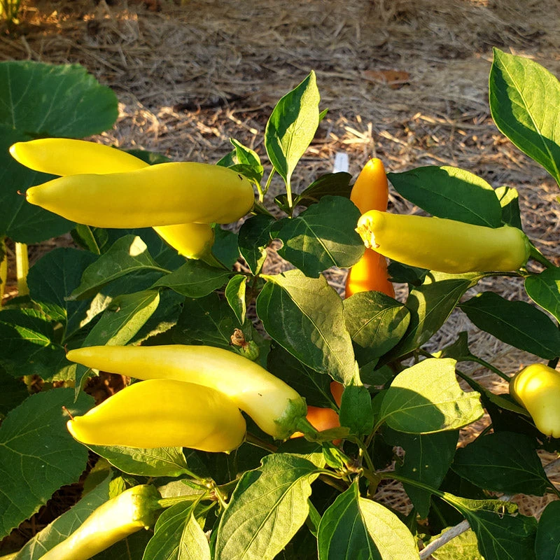 Hot Hungarian Hot Wax Pepper Seeds (Organic) 2 Hot Hungarian Hot Wax Pepper Seeds (Organic) - Billede 2