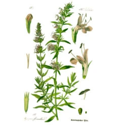 Strictly Medicinal Organic Hyssop, Official -Miller Salgsbutik hyssopus officinalis0