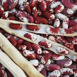 Jacob's Cattle Bush Bean Seeds (Organic) -Miller Salgsbutik jacobs cattle asta2 web