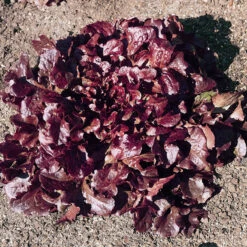 Red Oakleaf Lettuce Seeds (Organic) -Miller Salgsbutik lettuce red oakleaf