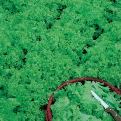 Tango Lettuce Seeds (Organic) -Miller Salgsbutik lettuce tango 1