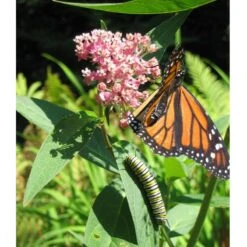 Peaceful Valley Save The Monarch Kit - Northwest (1/8 Lb) -Miller Salgsbutik monarch web 4