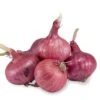 Onion Sets - Red