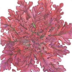 Organic Lettuce, Red Salad Bowl (1/4 Lb)