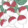 Organic Radish, Sparkler (1/4 Lb)