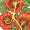 Organic Tomato, Black Krim (1 Oz)