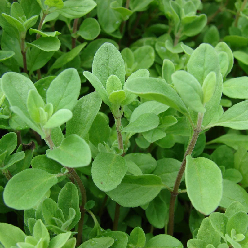 Organic Marjoram 2 Organic Marjoram - Billede 2
