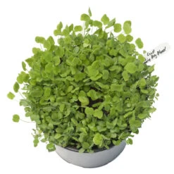 Peaceful Valley Low-Growing Good Bug Blend - Nitrocoated (lb) 7 Peaceful Valley Low-Growing Good Bug Blend - Nitrocoated (lb) -Miller Salgsbutik pbe980 a