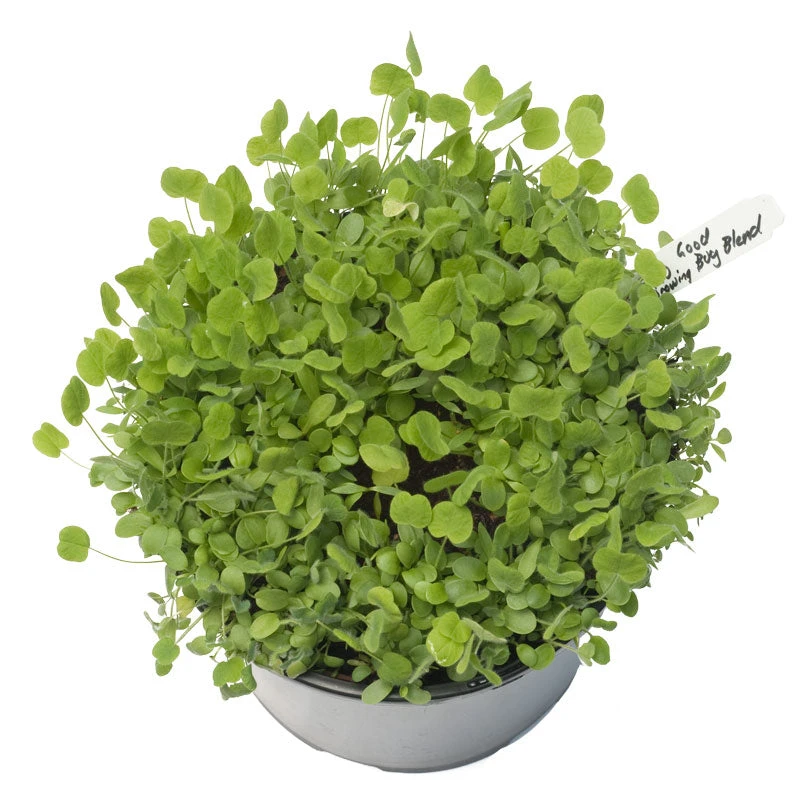 Peaceful Valley Low-Growing Good Bug Blend - Nitrocoated (lb) 3 Peaceful Valley Low-Growing Good Bug Blend - Nitrocoated (lb) - Billede 3