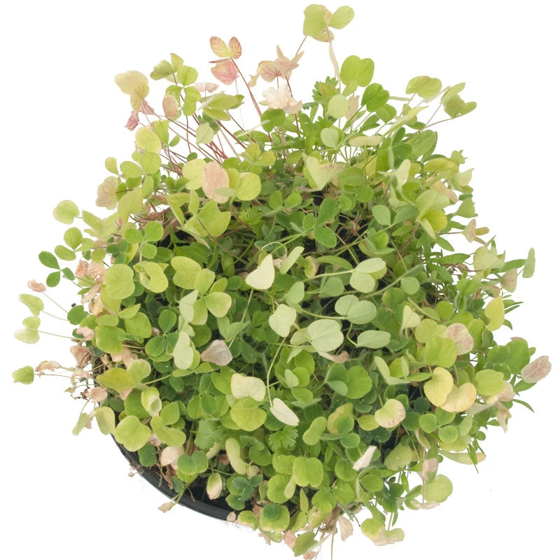 Peaceful Valley Low-Growing Good Bug Blend - Nitrocoated (lb) 2 Peaceful Valley Low-Growing Good Bug Blend - Nitrocoated (lb) - Billede 2