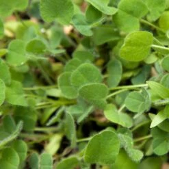 Peaceful Valley Low-Growing Good Bug Blend - Nitrocoated (lb) 9 Peaceful Valley Low-Growing Good Bug Blend - Nitrocoated (lb) -Miller Salgsbutik pbe980 web