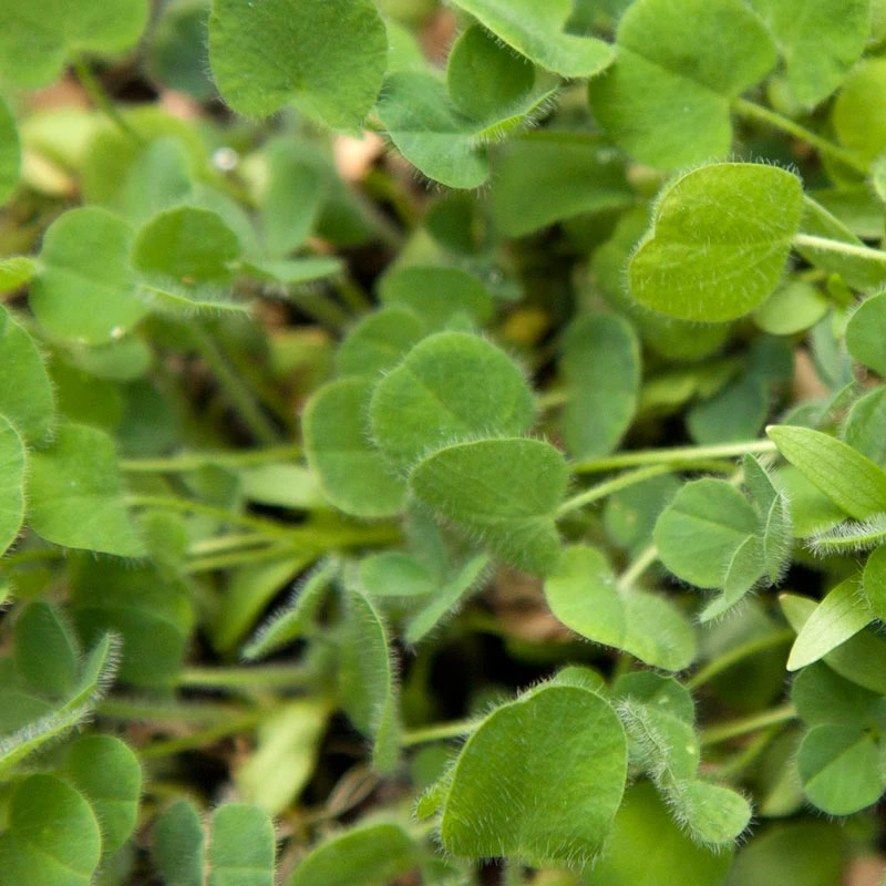 Peaceful Valley Low-Growing Good Bug Blend - Nitrocoated (lb) 5 Peaceful Valley Low-Growing Good Bug Blend - Nitrocoated (lb) - Billede 5