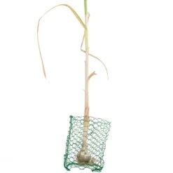 Root Guard Gopher Basket Mini (6/pk) 8 Root Guard Gopher Basket Mini (6/pk) -Miller Salgsbutik pbr500 a