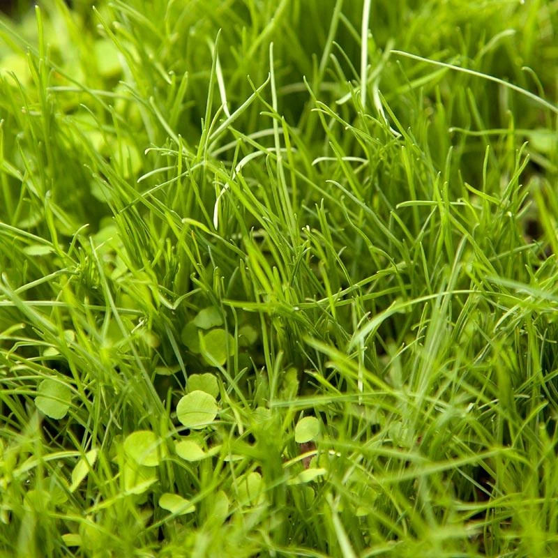 Peaceful Valley Premium Horse Irrigated Pasture Mix - Nitrocoated Seed (lb) 1 Peaceful Valley Premium Horse Irrigated Pasture Mix - Nitrocoated Seed (lb)