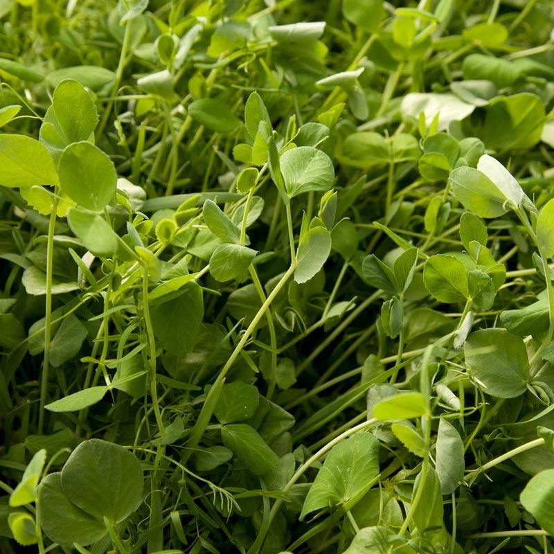 Peaceful Valley Premium Soil Builder Mix - Raw Seed (lb) 1 Peaceful Valley Premium Soil Builder Mix - Raw Seed (lb)