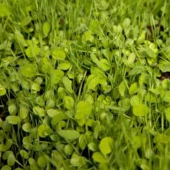 Peaceful Valley Sierra Foothill Dryland Mix - Nitrocoated Seed (lb)