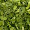 Peaceful Valley Winter Edible Cover Crop Mix - Raw Seed (lb)