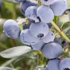 Organic Blueberry Pearl (Ea)