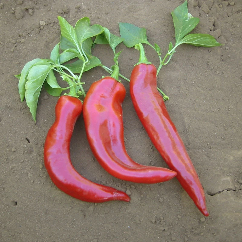 Organic Pepper, Hot New Mexico Joe Parker (1 Oz) 2 Organic Pepper, Hot New Mexico Joe Parker (1 Oz) - Billede 2