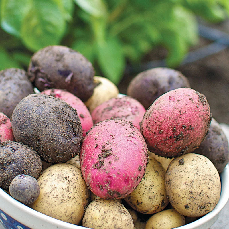 Fall-Planted Organic Rainbow Mix Seed Potatoes (lb) 2 Fall-Planted Organic Rainbow Mix Seed Potatoes (lb) - Billede 2